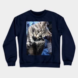 Serious Tabby Crewneck Sweatshirt